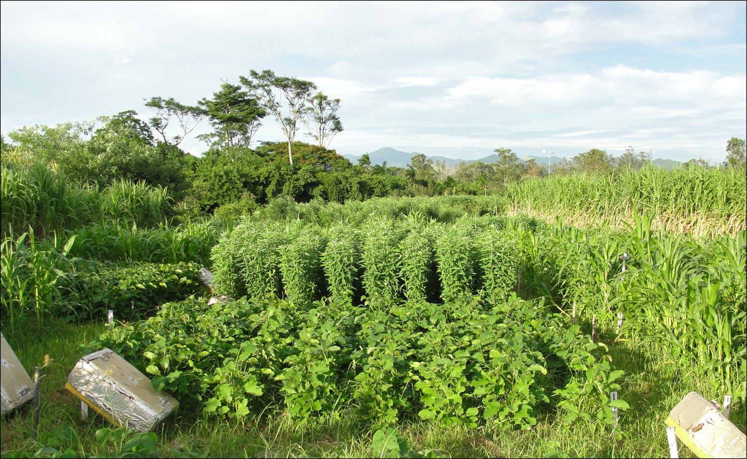 story_15_embrapa_-_segundo_urquiaga_-_green_manures3.jpg