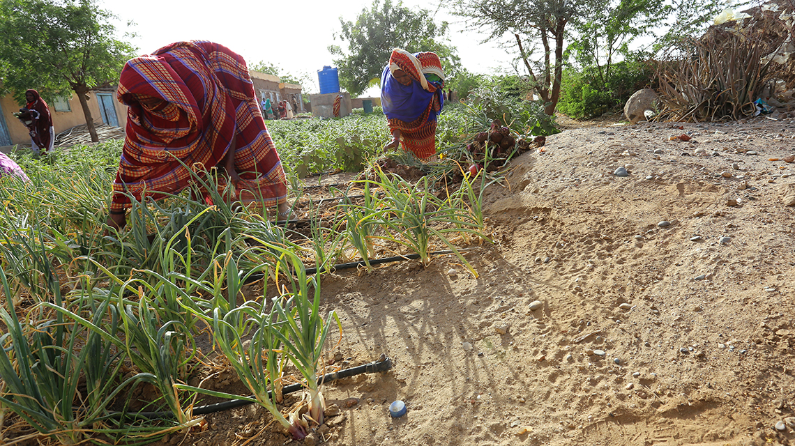 sudan3592_1140x640.jpg