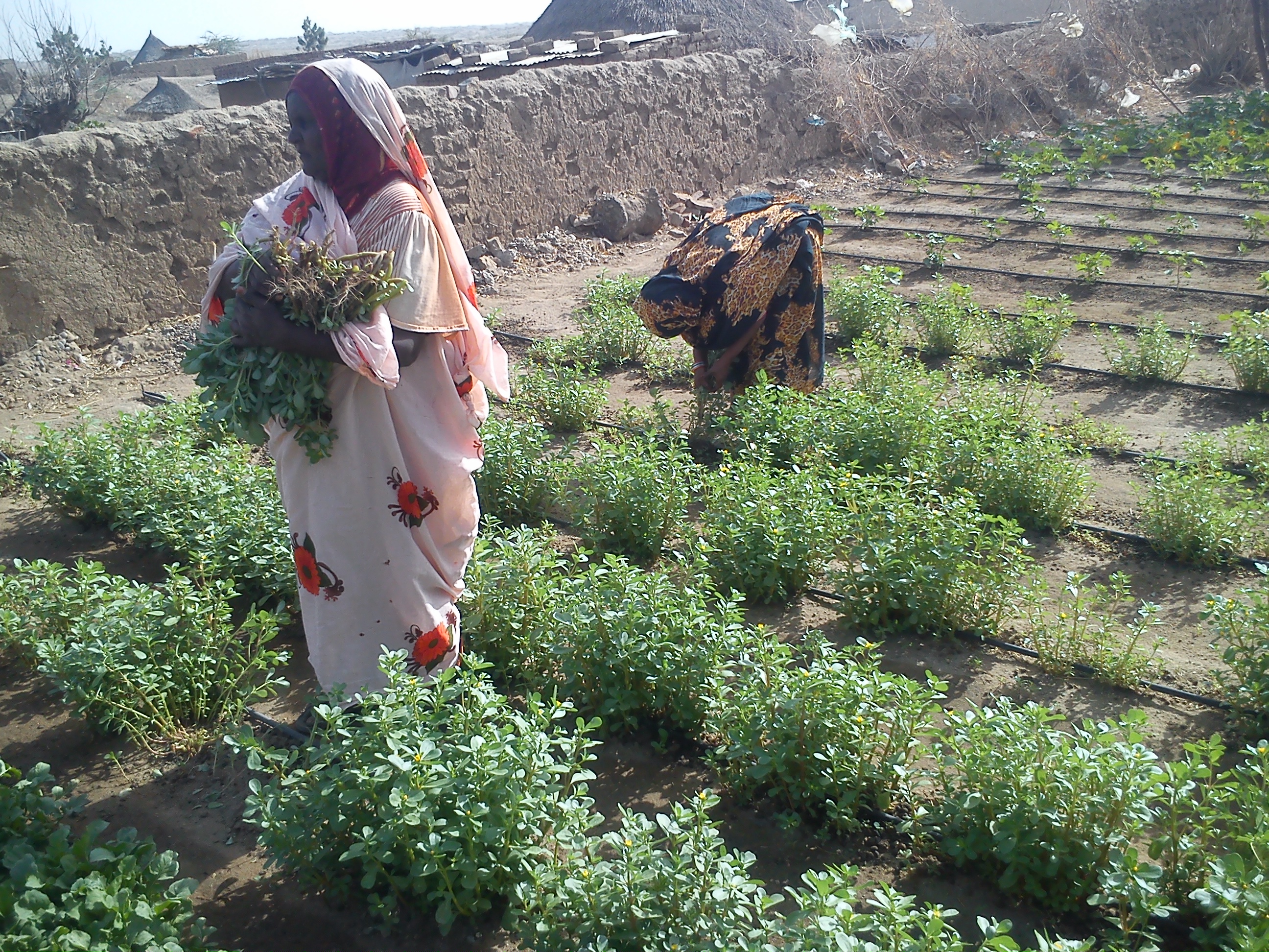 sudan_nafa_irrigation_soil.jpg
