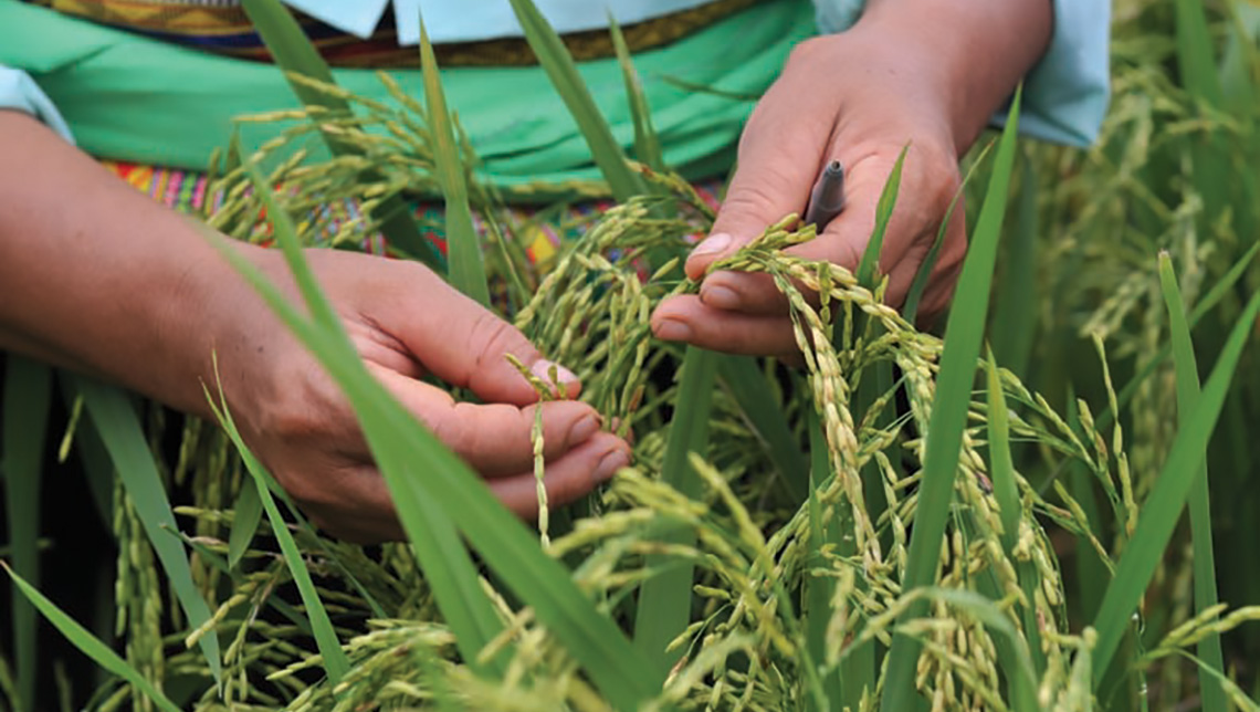 vietnam-rice1140-2.jpg