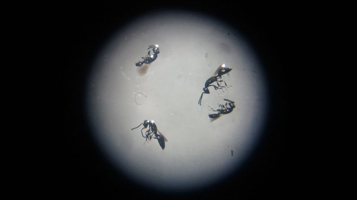 wasps-costarica-1140x640.jpg