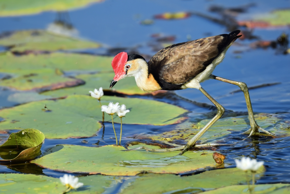 wetland_bird.jpg