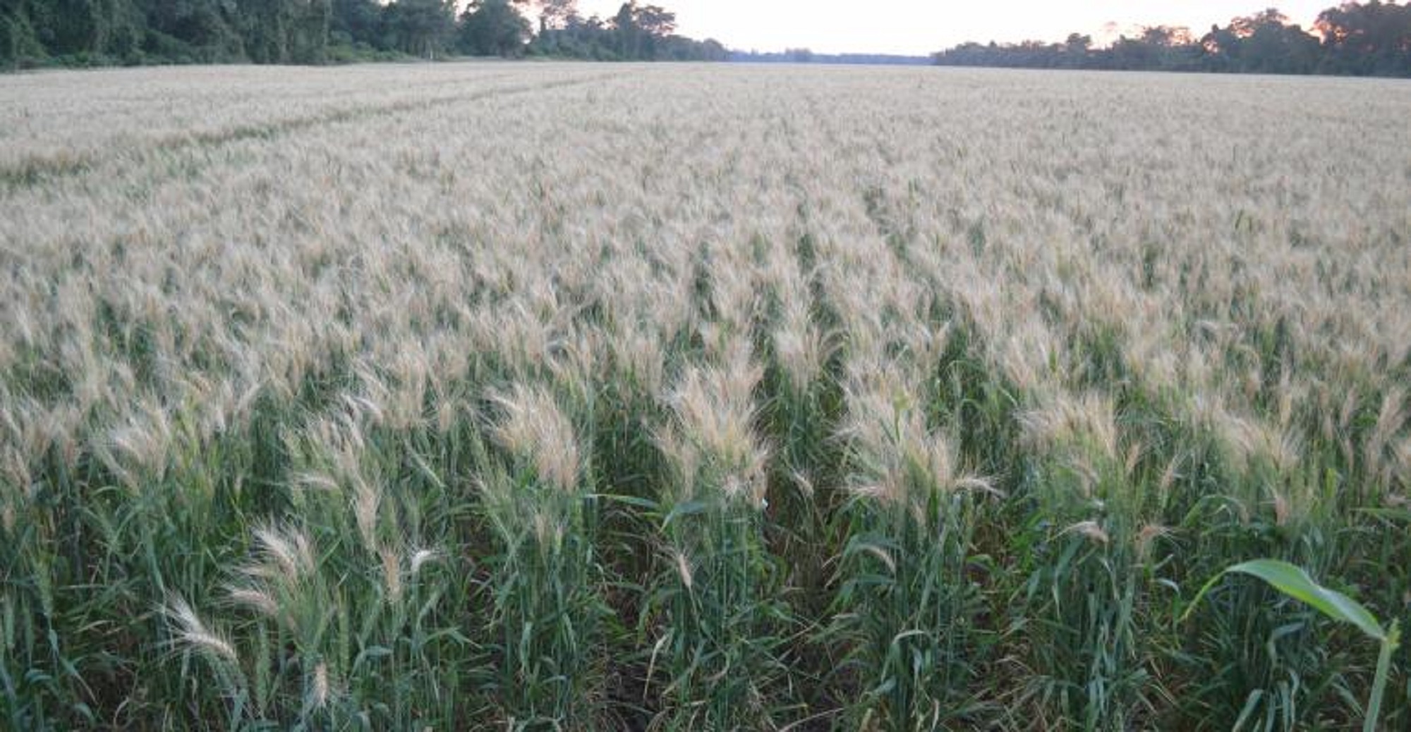 wheatblastfungusd23032.jpg